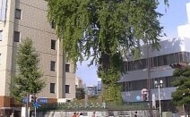 大銀杏法律事務所