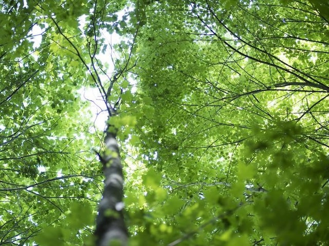 藤原 東子弁護士 けやき法律事務所 京都府京都市 弁護士ドットコム 藤原 東子弁護士 けやき法律事務所 京都府京都市 弁護士ドットコム