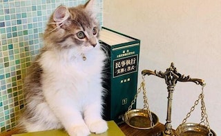 ミモザ法律事務所