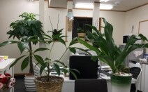 あおい総合法律事務所