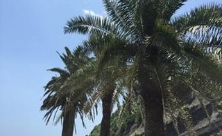 フェニックス宮崎法律事務所