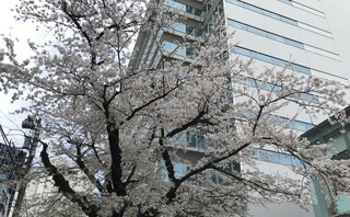 番町さくら法律事務所