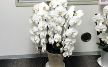 王子総合法律事務所