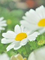 西尾 茉莉恵弁護士