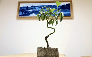 ミニー・メイ法律事務所