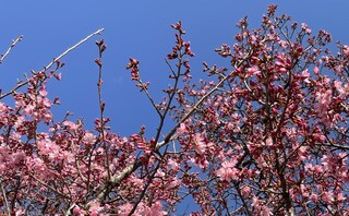 このはな法律事務所