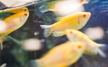 はばたき法律事務所