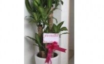 溝の口吉田法律事務所