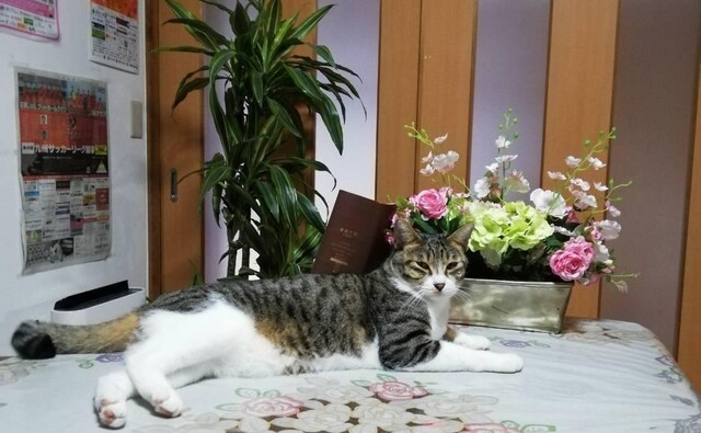 ひぜん嬉野・芯鋭法律事務所