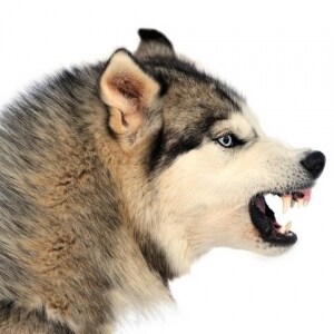 凶暴な飼い犬、小学生を襲う…被害児の親は「あの犬を殺処分して」