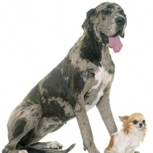 放し飼いの大型犬、孫を噛んで死なせる　責任を問われるのはだれ？