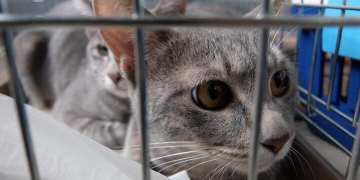 飼い主が「新型コロナ」に感染、ペットはどうすれば？ 確保しておきたい「あずけ先」
