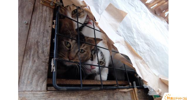 不衛生な環境に押し込められた猫たち