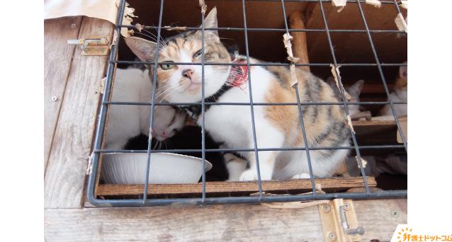 不衛生な環境に押し込められた猫たち