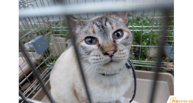 不衛生な環境に押し込められた猫たち
