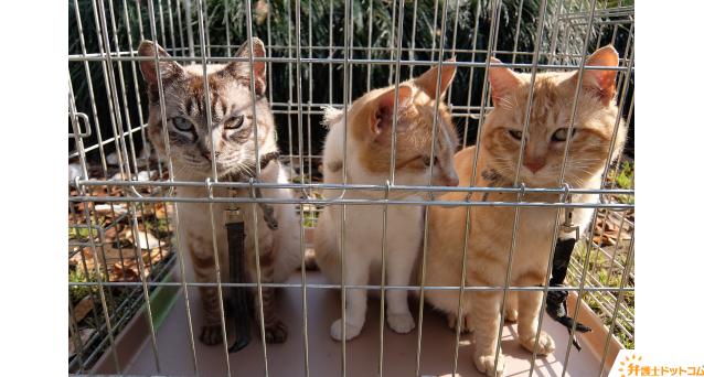 不衛生な環境に押し込められた猫たち