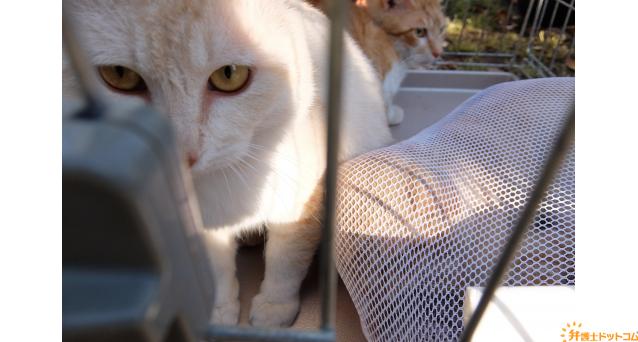 不衛生な環境に押し込められた猫たち