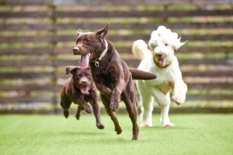 犬の事件簿 ドッグラン で起きた悲劇 愛犬 が咬まれて大ケガ 飼い主は謝罪なし ツイナビ