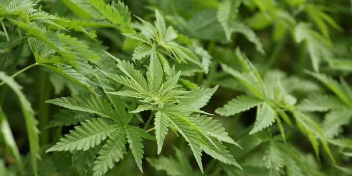 大麻規制の見直し、何が争点なのか? 初回検討会、論点を整理する