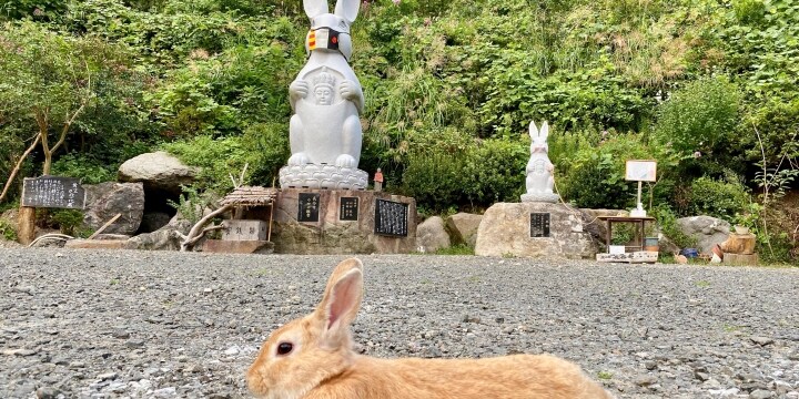 ウサギ観音像 の寺で飼育崩壊 草取り で放し飼い 救出ボランティアが実態語る 弁護士ドットコム
