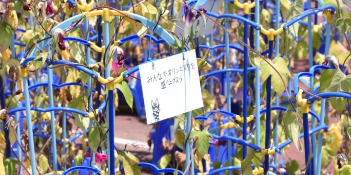 福島の児童が育てた「五輪アサガオ」、炎天下に一部放置か　無観客で「出番」なく