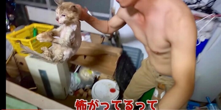 虐待動画の猫 保護されず Youtuber の手に戻る弁護士は 警察の対応 も問題視