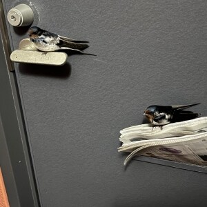 「帰宅したらツバメが住み着いている」 話題のツイートから学ぶ「鳥の巣」撤去の注意点