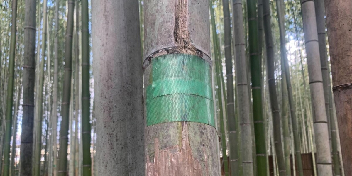 京都・嵐山の竹林に落書き、養生テープから透けるハートマークは「一生消えぬ傷」