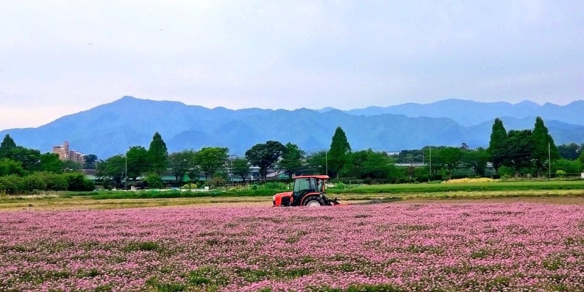 園児バス」で乗りつけ？ 「レンゲ畑」踏み荒らされた農園が怒りの