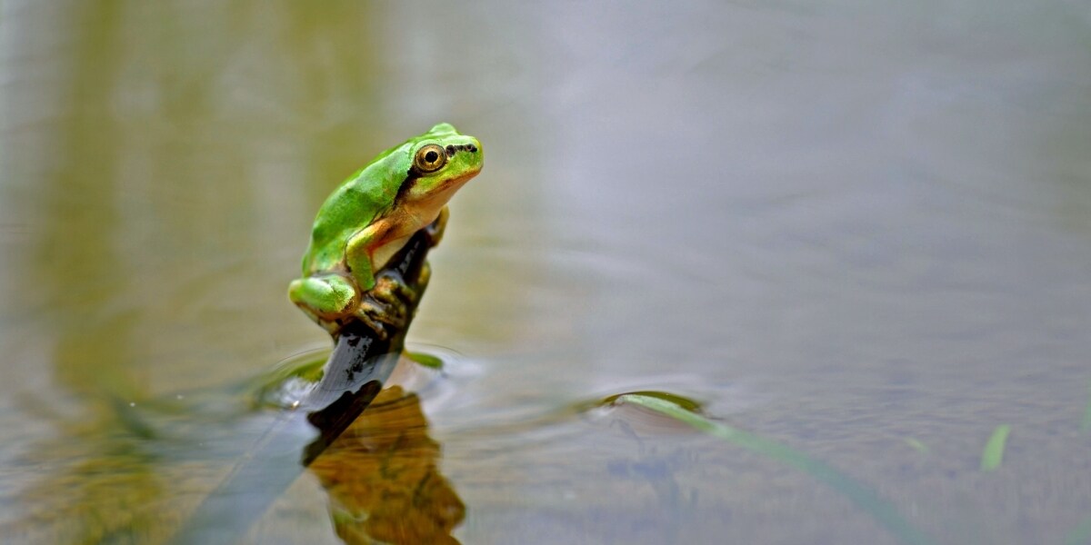 カエルの鳴き声は「騒音」？ ツイートが話題…2020年には裁判に発展したケースも