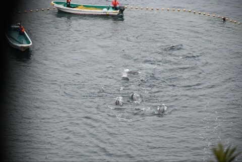イルカ漁で物議醸す和歌山・太地町、販売資料の黒塗り開示に「違法」判決