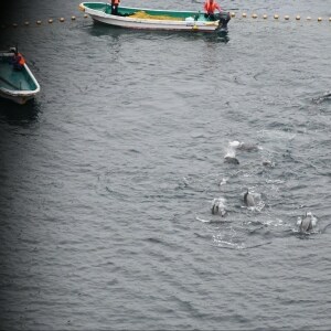 イルカ漁で物議醸す和歌山・太地町、販売資料の黒塗り開示に「違法」判決