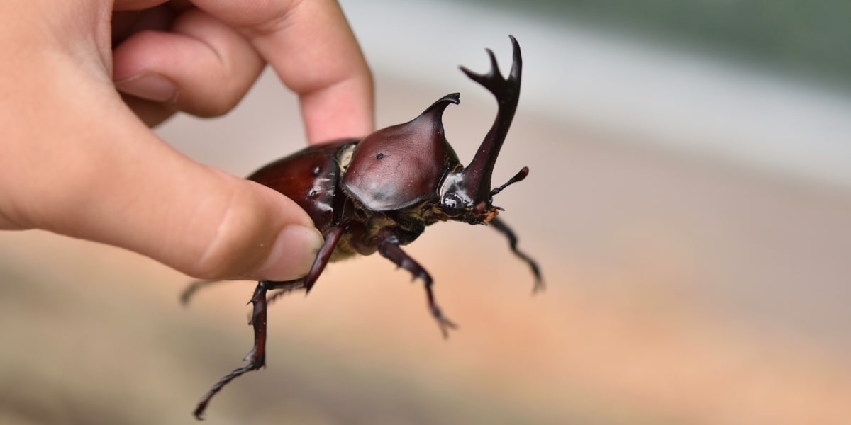近所でカブトムシを捕まえようとしたら「泥棒!」と怒鳴られた…自然の 近所でカブトムシを捕まえようとしたら「泥棒!」と怒鳴られた…自然の