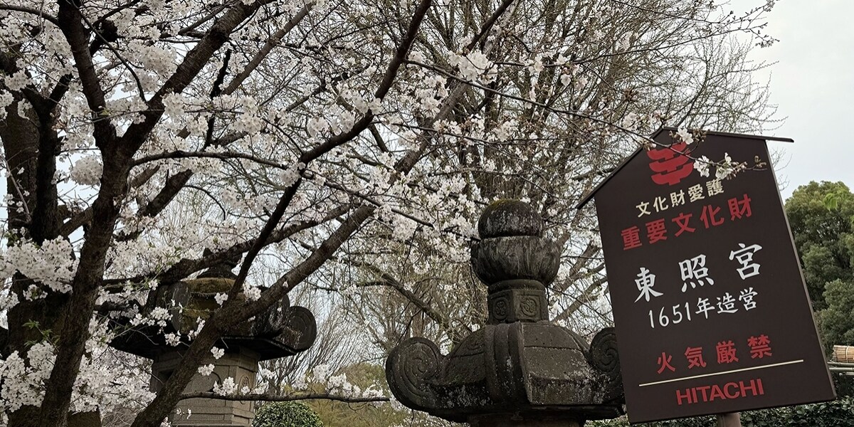 上野東照宮の桜に「紅白の紐」、何者かが「結びつけた」か…建立400年、花見スポットの神社が「痛む原因になる」と注意喚起