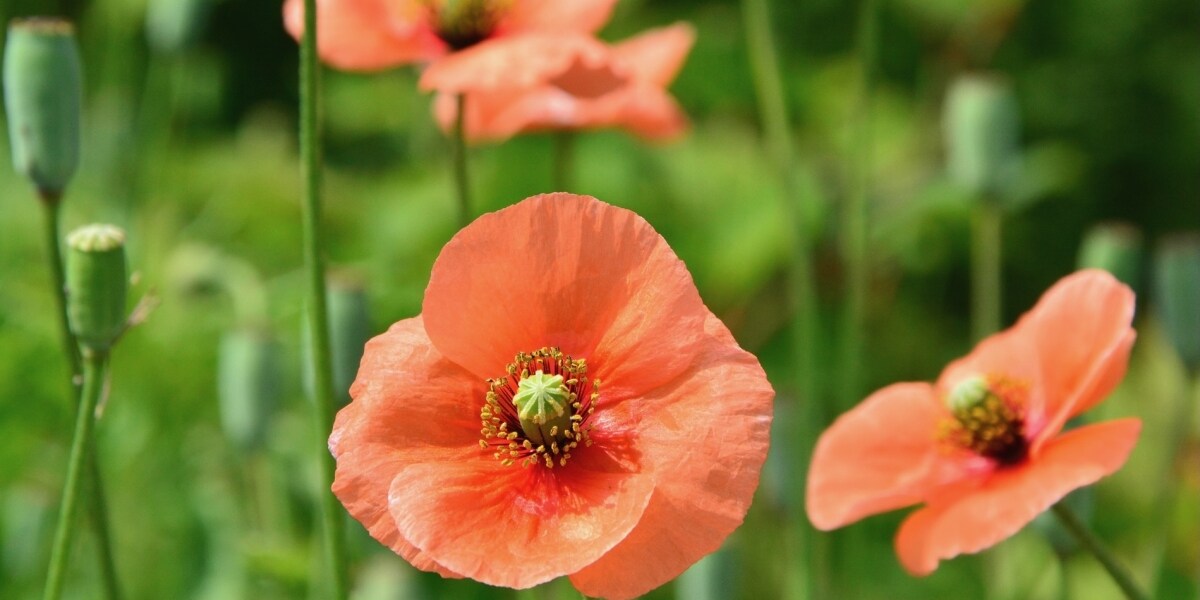 道端に咲くオレンジの花、実は"危険な外来種"？ナガミヒナゲシ、脅威の繁殖力で「生態系」に影響も