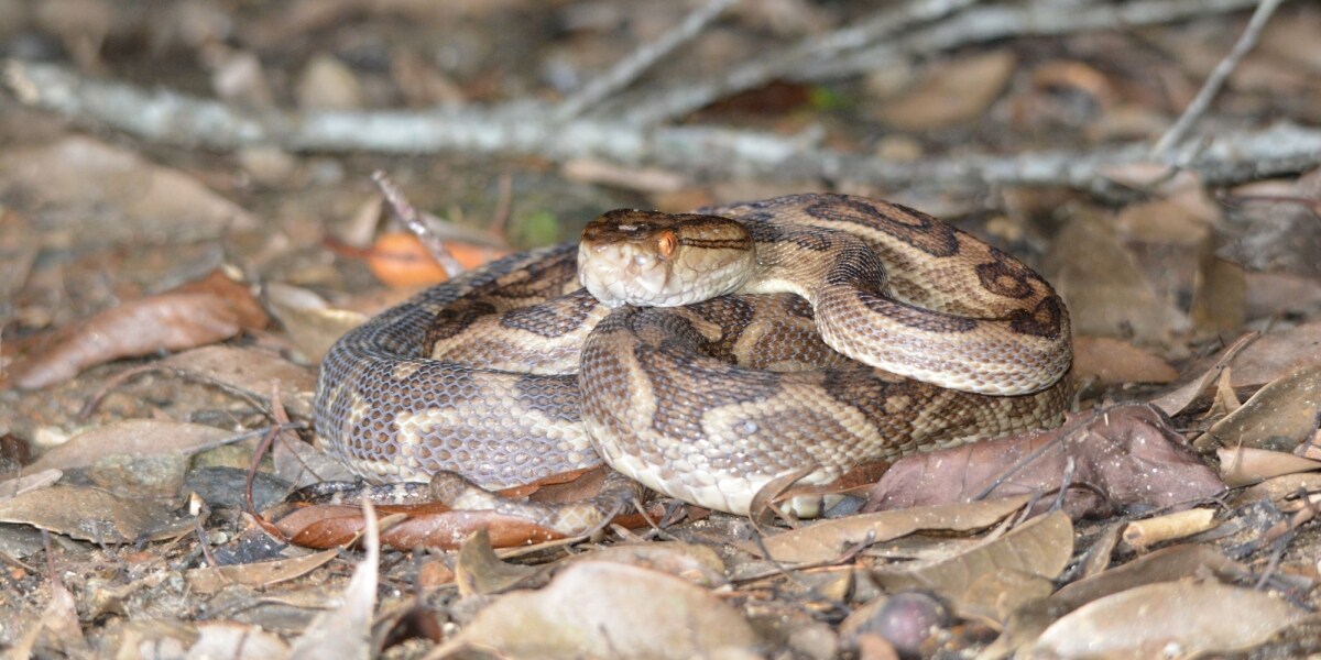 「ハブが怖くて飲みました」酒気帯び運転で驚きの供述…“離島弁護士”が明かす「人間くさいハブ事件」