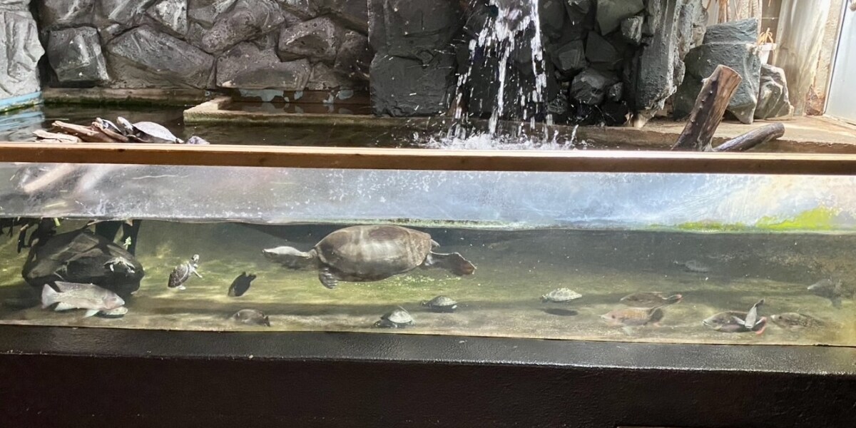 話が通じない」迷惑客たちに動物園長が苦言 水槽におにぎり吐き出し