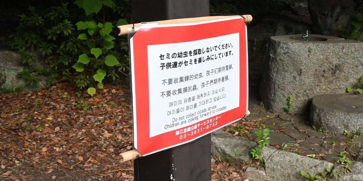 食用？セミの幼虫は「採らないで」都内公園に"異例"の看板、東京都の担当者に「虫取りのルール」聞く