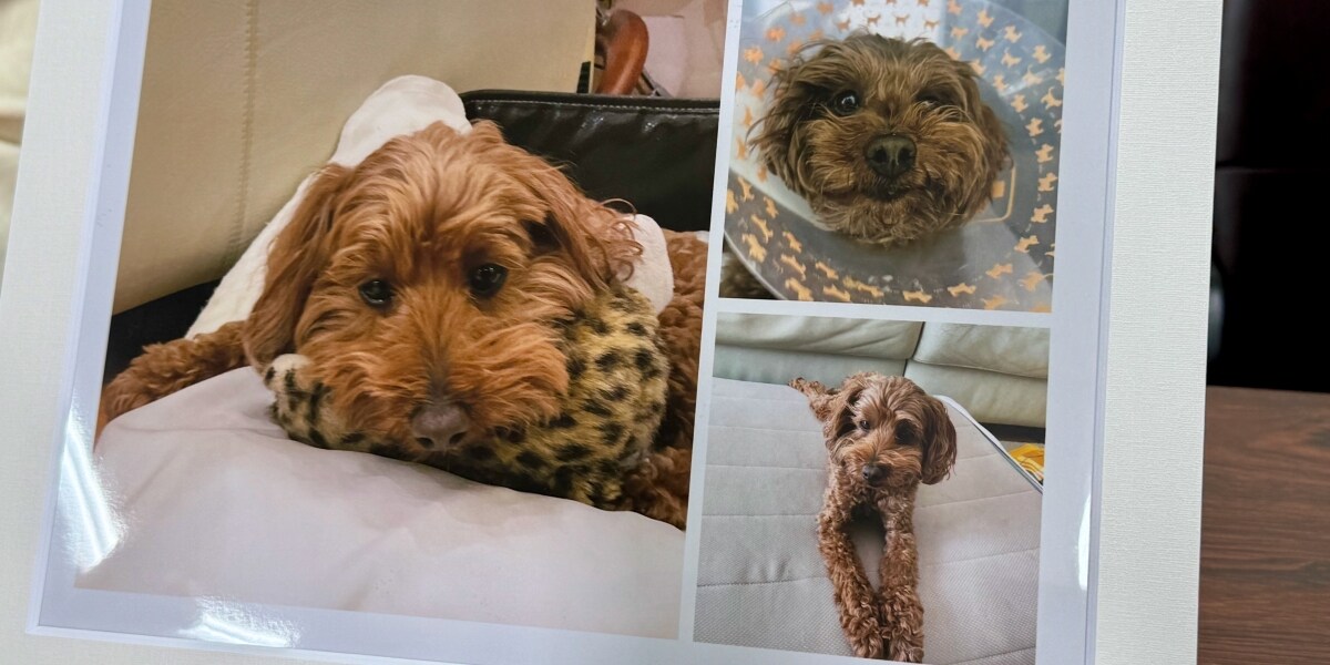 「家族を失った」動物病院の火災で愛犬死亡、飼い主が提訴　300万円の損害賠償求める