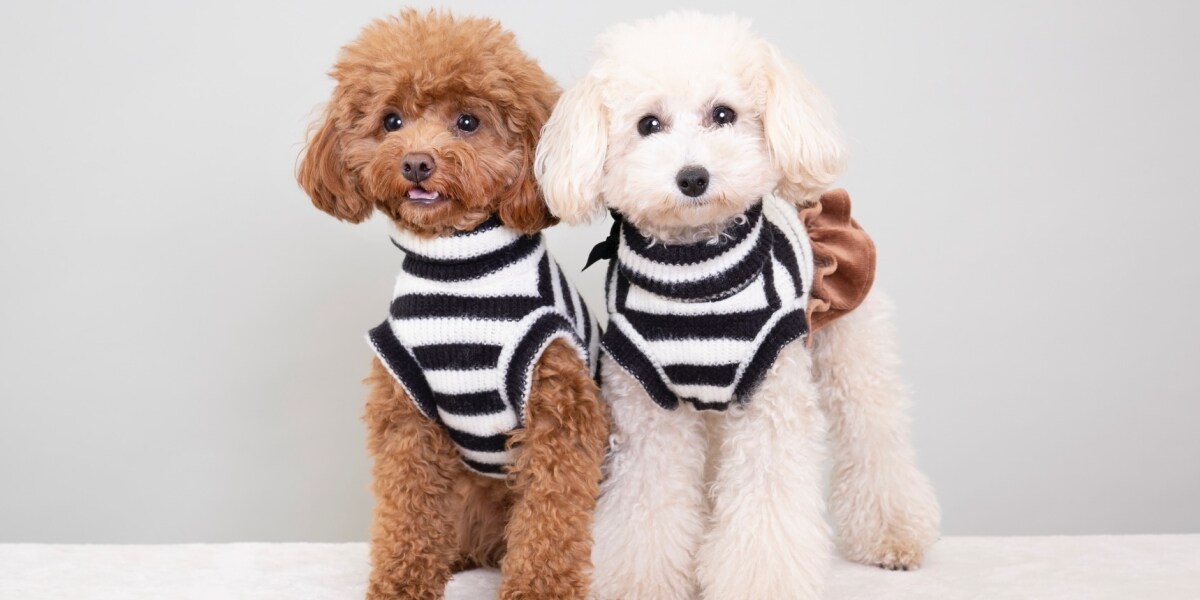 亡き母が飼っていたトイプードル、養育費は誰が負担する？…きょうだい対立「犬は相続財産ではない」