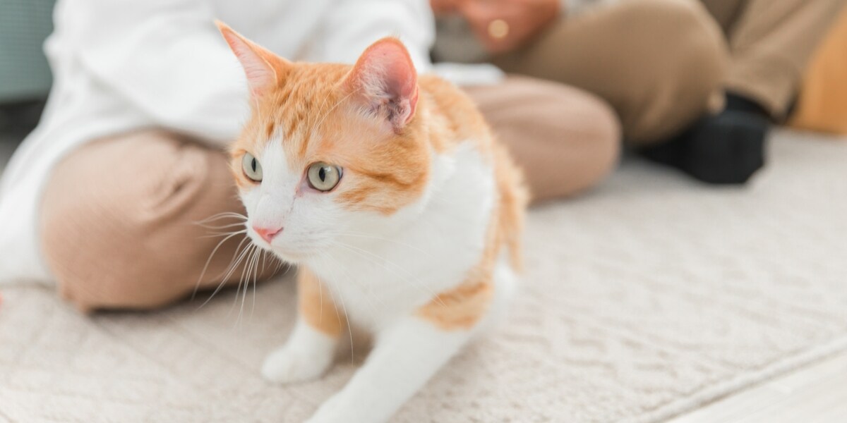 「飼い猫を虐待した」彼氏の許されざる行為に憤り、別れを決意した女性　どんな反撃ができるのか？
