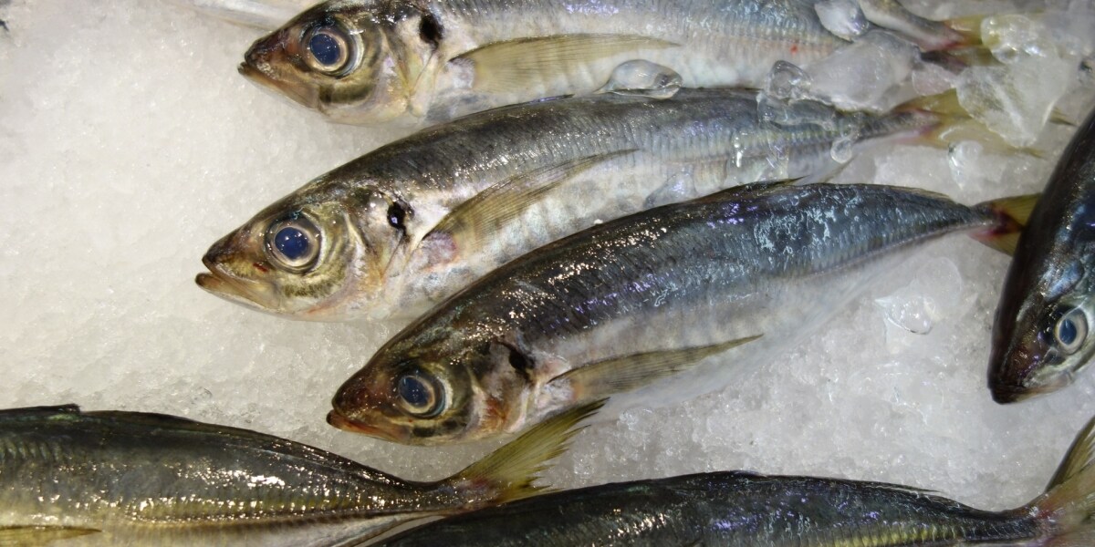 アジの目玉をギュッとする子どもに「ギョッ！」　スーパーで魚を触ったら、親は買い取る必要ある？