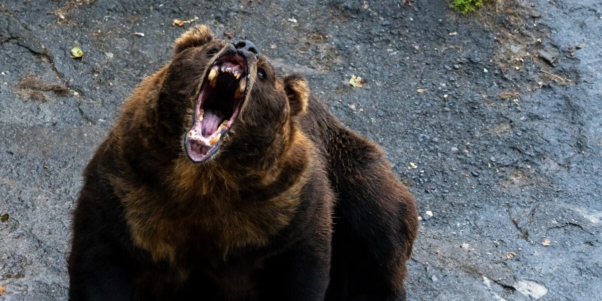 「プーさんみたいな可愛いクマはいない」全国で相次ぐ熊被害…駆除か共生か、分断される世論