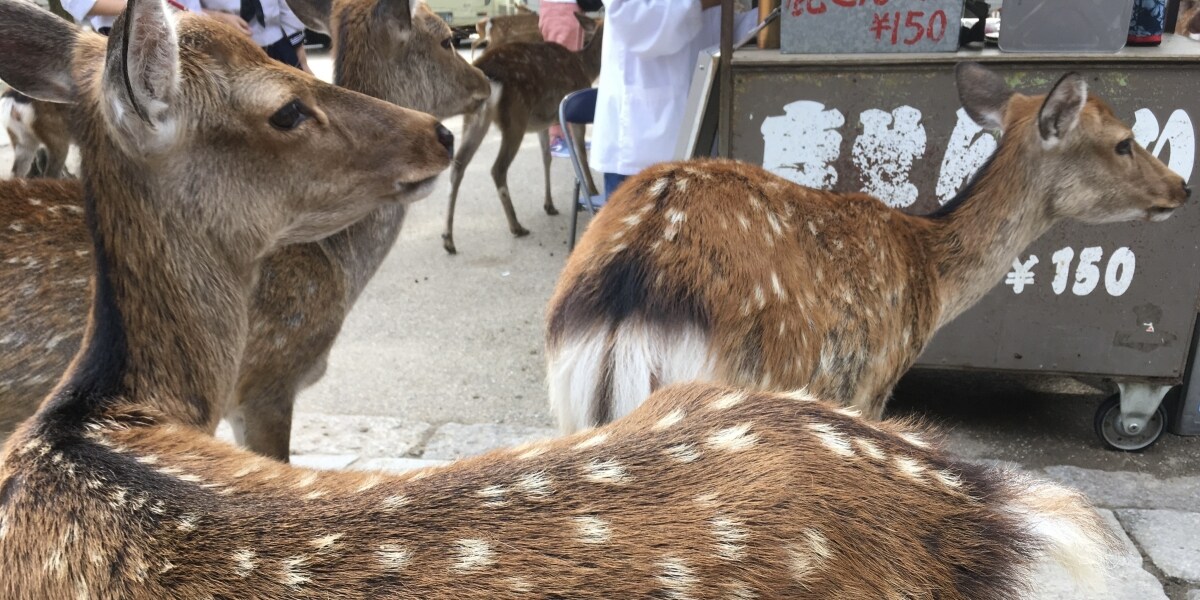 日テレ「奈良公園シカ」報道炎上、街頭インタビュー依存が背景か…それでも「現地取材をやめるな！」TVプロデューサーの提言