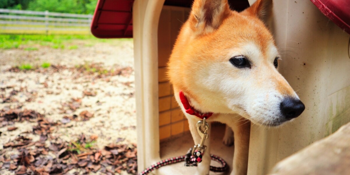 相次ぐクマの襲撃で「犬をしまえ」が話題に　愛犬の「外飼い」は法的に問題ない？