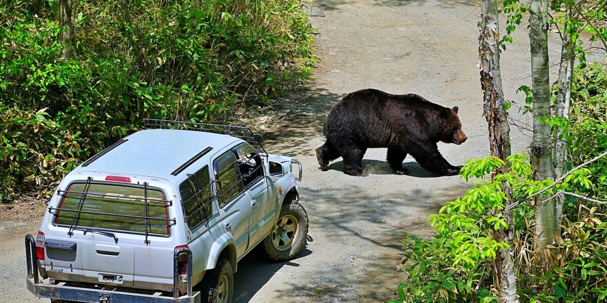 積丹町で猟友会が出動拒否、議会副議長とのトラブルか　クマ被害が起きたら誰の責任？