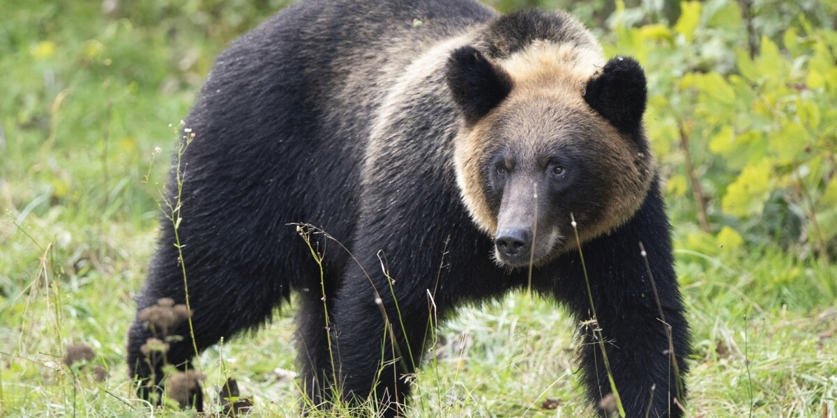 クマ出没、文科省が全国の学校に緊急通知 「通学路の点検・変更を」安全確保を要請