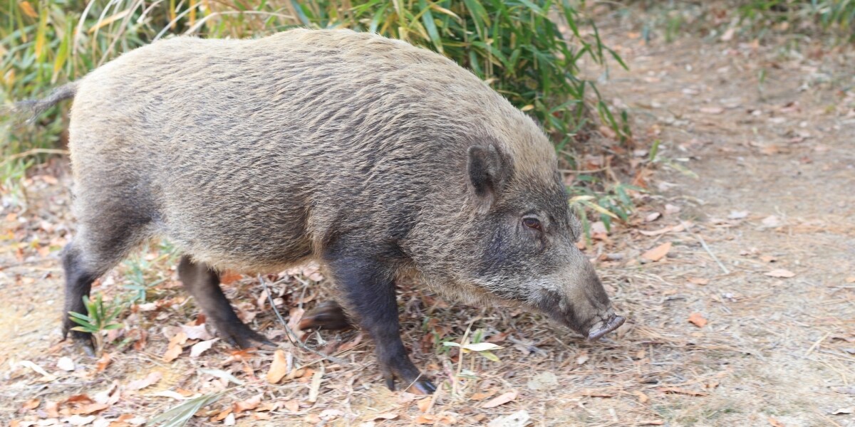 東京の西側でクマ、東側でイノシシ「目撃情報」相次ぐ…江戸川区では防災無線で注意呼びかけ