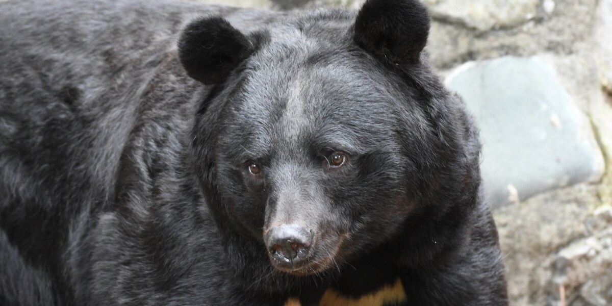 「意図的に人間を攻撃」クマの被害拡大に専門家集団が警鐘「もはや個人の努力では防げない」