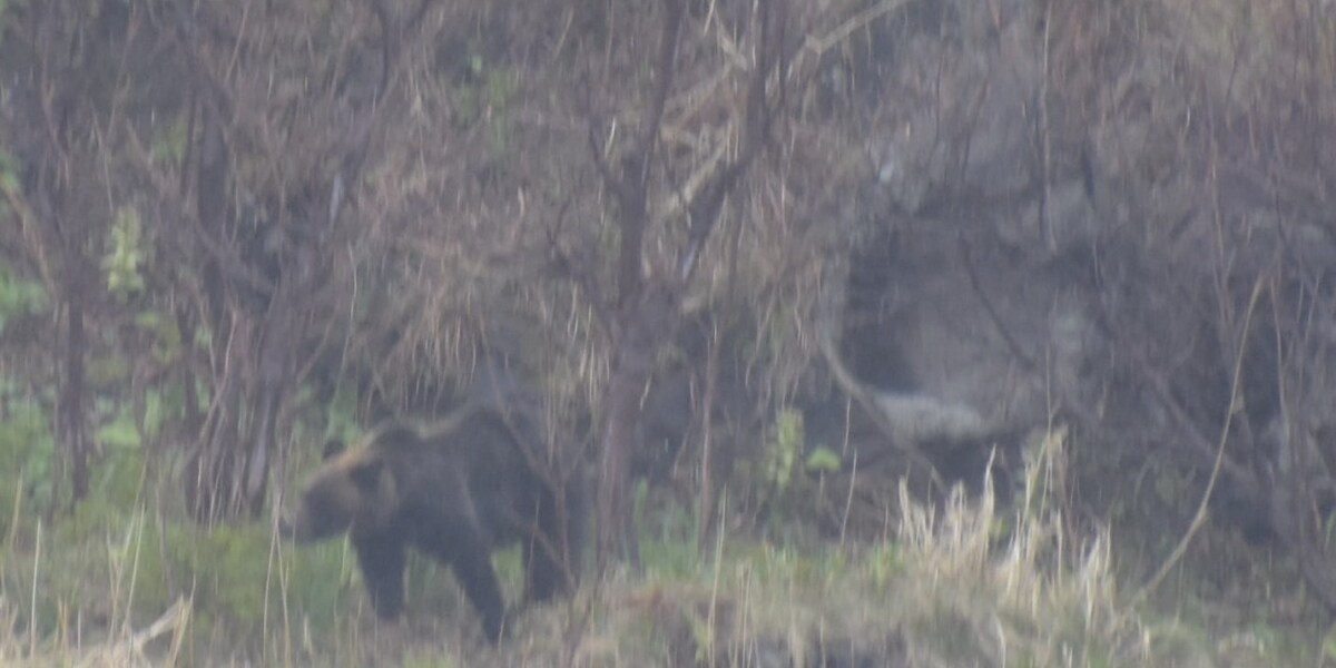 知床の駐車場でヒグマが10メートル先に…駆除までの一部始終、「至近距離」で生き延びるために必要な行動とは